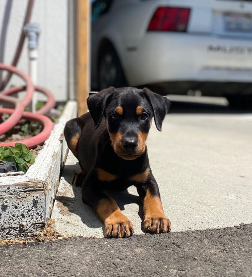 DOBE4 DOBE4
